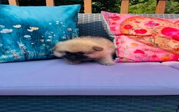 Pomeranian dogs for sale: Beautiful Full Pedigree Pomeranians - Image 9