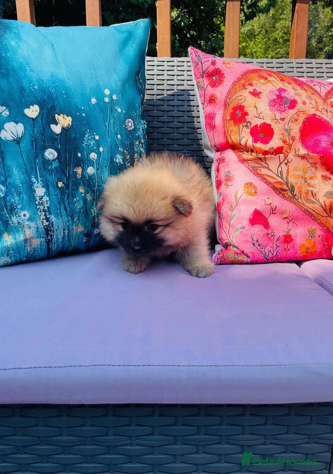 Pomeranian dogs for sale: Beautiful Full Pedigree Pomeranians - Image 9
