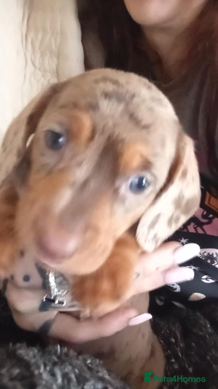 Dachshund dogs for sale: Minature dacshund pups - Advert 22