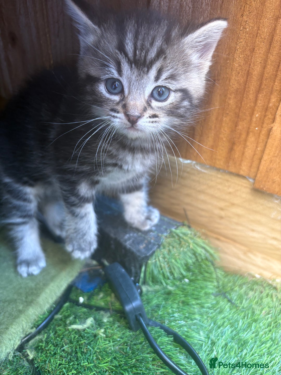 Domestic Shorthair cats for sale: Beautiful/chunky domestic short hair kittens  - Image 10