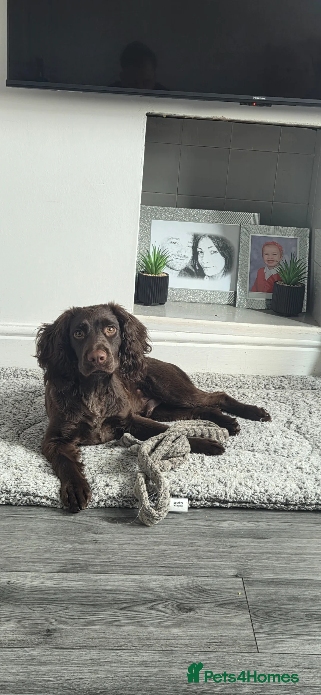Sprocker dogs for sale: 7 munth male sprocker spaniel  in Barnsley - Advert 1