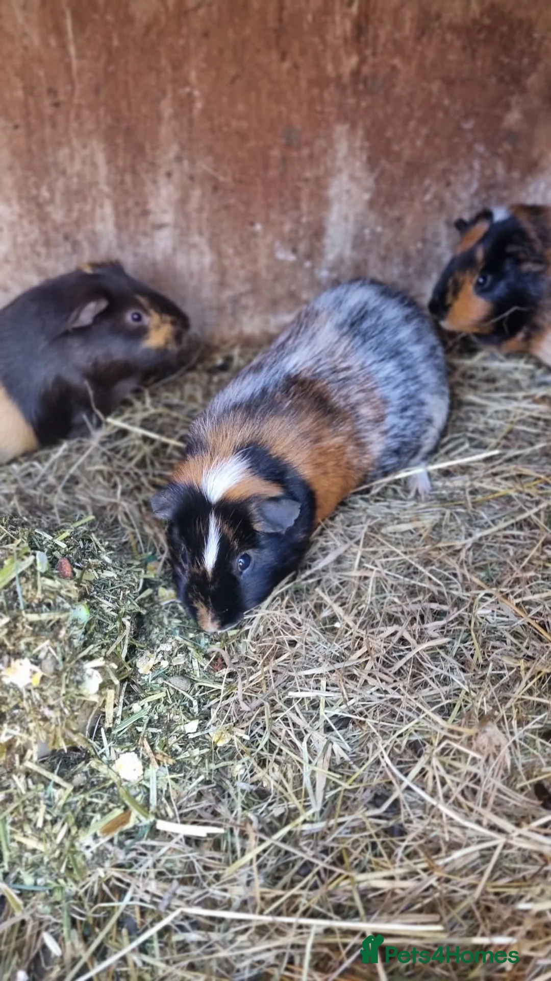 Guinea Pig rodents for sale: Trio of male guineapigs  - Advert 1