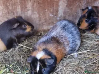 Guinea Pig rodents Trio of male guineapigs - Advert 10
