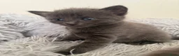 British Shorthair cats for sale: Kittens - Advert 5