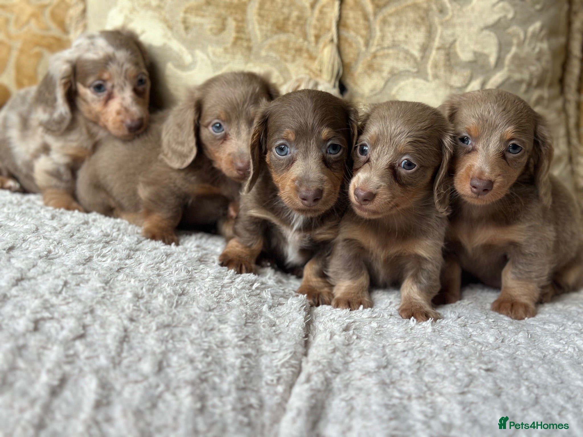 Miniature Dachshund dogs Miniature dashaund fluffy blue eye pups  - Advert 17