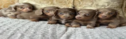 Miniature Dachshund dogs for sale: Kc REGISTERED PUPPY - Advert 2