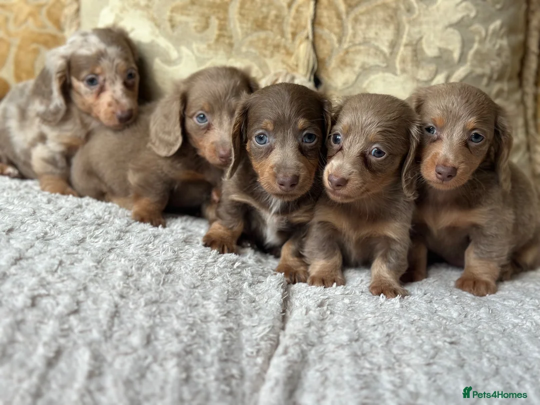 Miniature Dachshund dogs for sale: Kc REGISTERED PUPPY - Advert 2