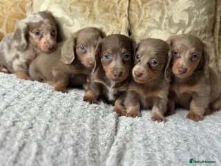 Miniature Dachshund dogs Miniature dashaund fluffy blue eye pups - Advert 17