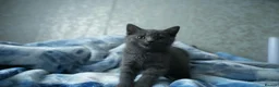 British Shorthair cats for sale: Beautiful British shorthair  in Redditch - Advert 5