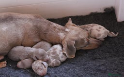 Miniature Dachshund dogs for sale: Minature dachshund  - Image 2