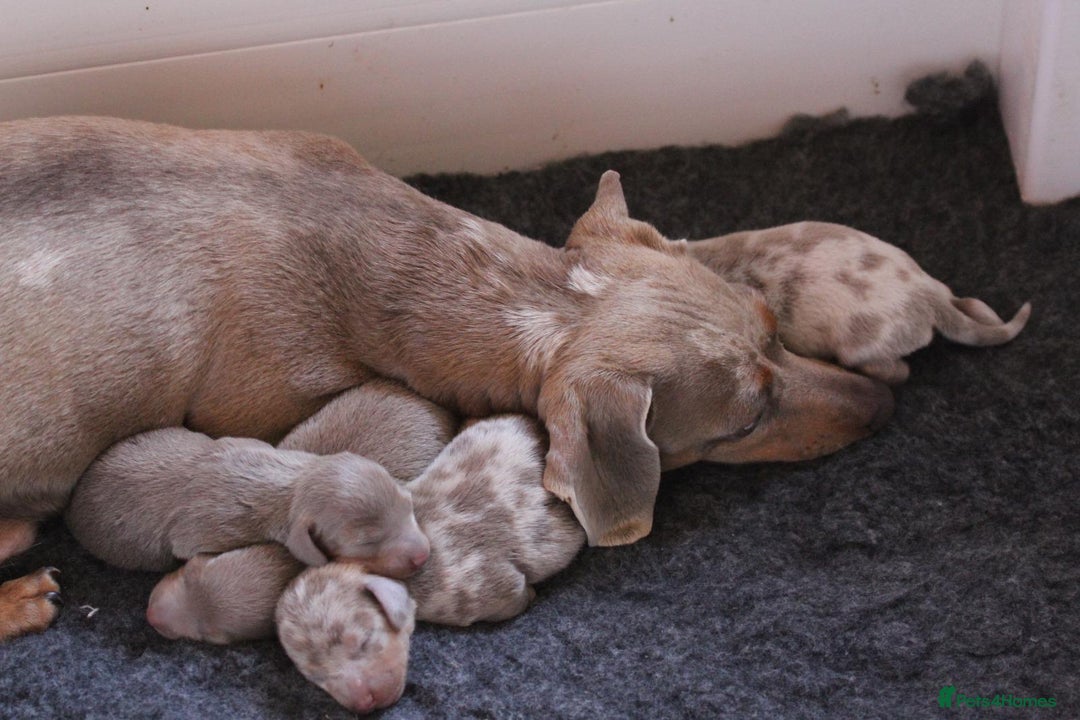 Miniature Dachshund dogs for sale: Minature dachshund  - Image 2