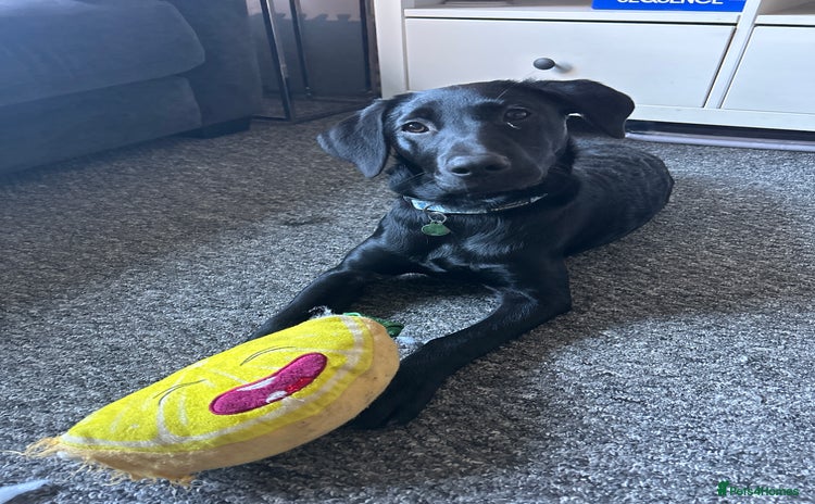 Labrador Retriever dogs - Advert 1