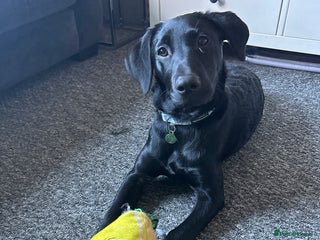 Labrador Retriever dogs - Advert 1