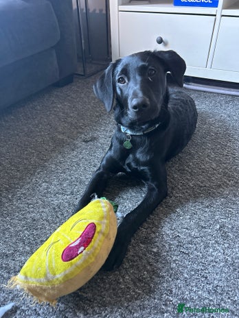 Labrador Retriever dogs - Advert 1