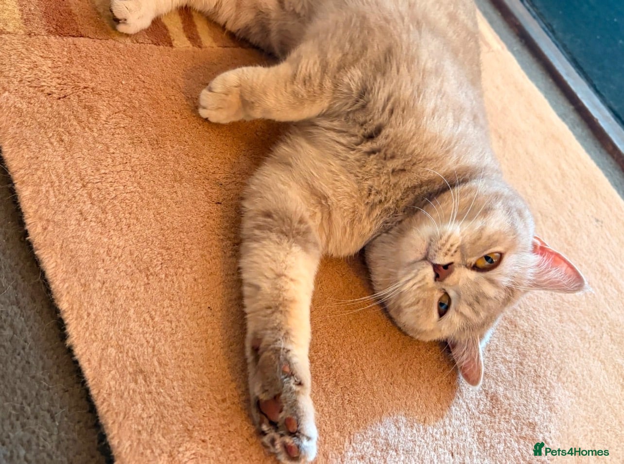 British Shorthair cats 3 beautiful brothers ready for there loving home  - Advert 2