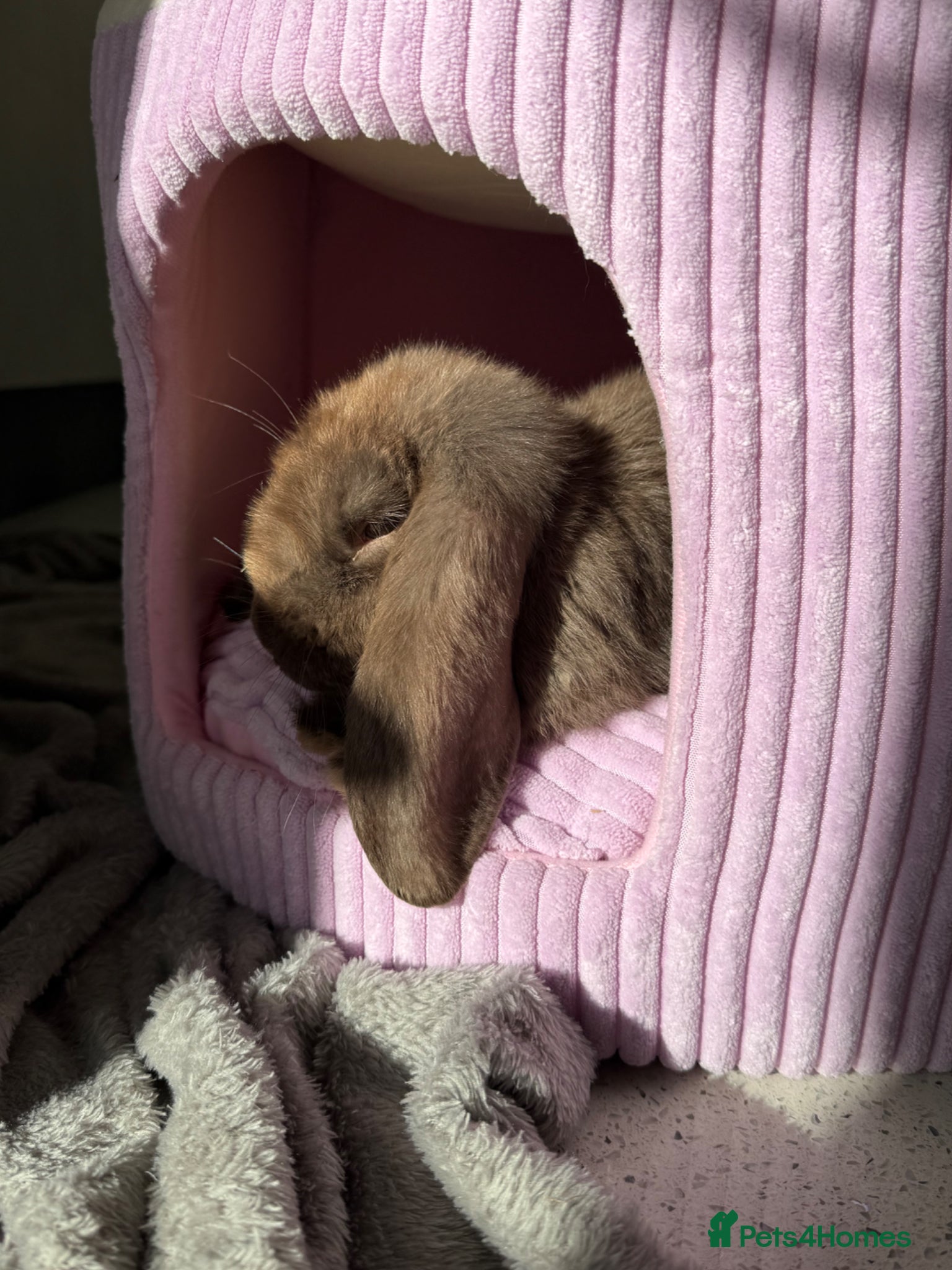 French Lop rabbits for sale: Purebred Giant French Lop - Advert 3