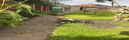 Chickens poultry for sale: Aseel chicken - Advert 4