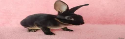Rex rabbits for sale: Baby mini rex for sale  - Advert 3