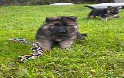 German Shepherd dogs for sale: Outstanding long coat German shepherd puppies  - Image 29