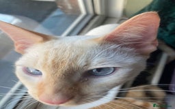 Sphynx cats for sale: Sphynx naked and coated  - Image 16