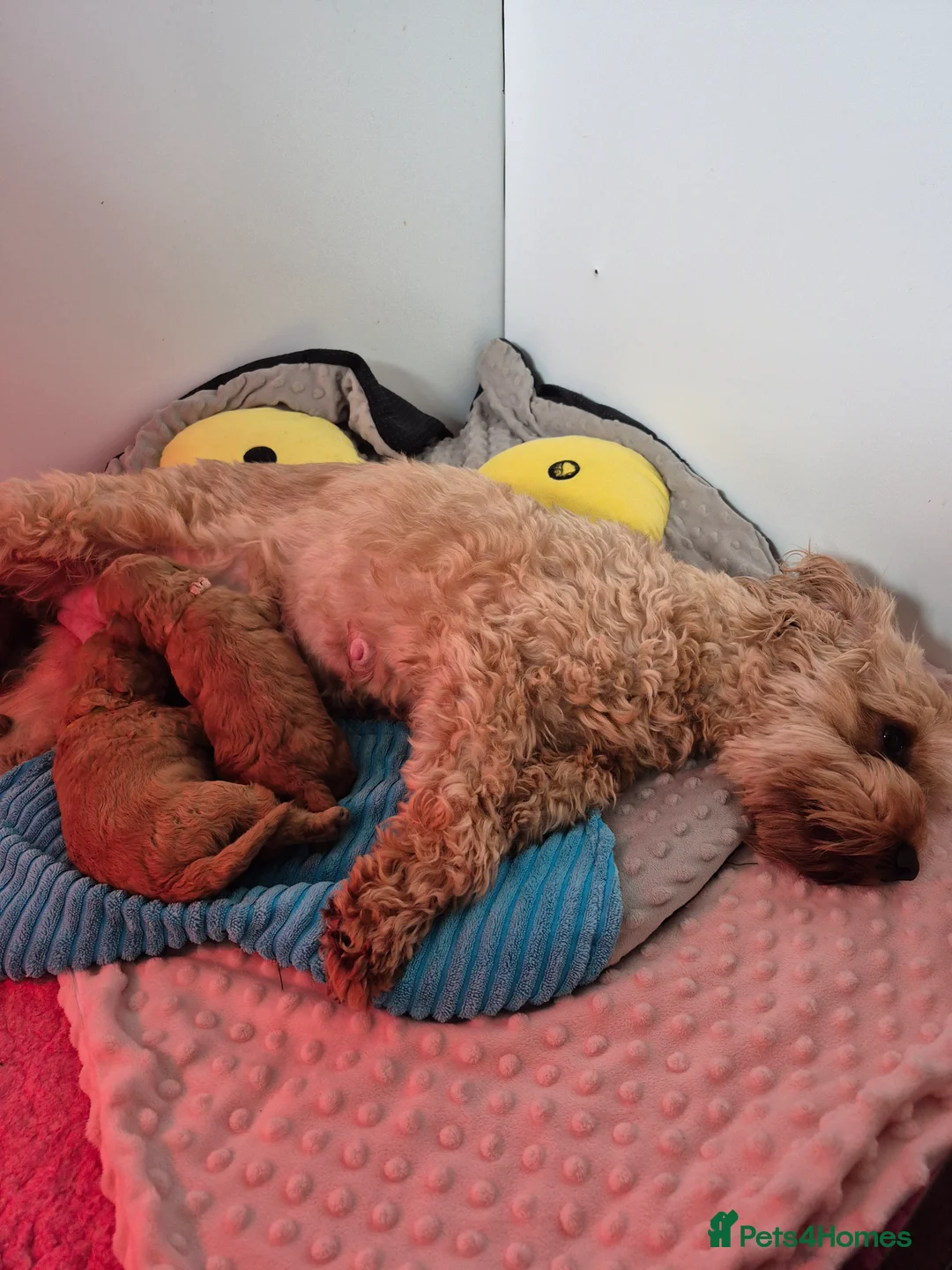 Cavapoo dogs for sale:  Amazing Miniature F1b cavapoo puppies  - Advert 2