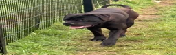 Cane Corso dogs for sale: Uk founder of the CANE CORSO - Advert 7