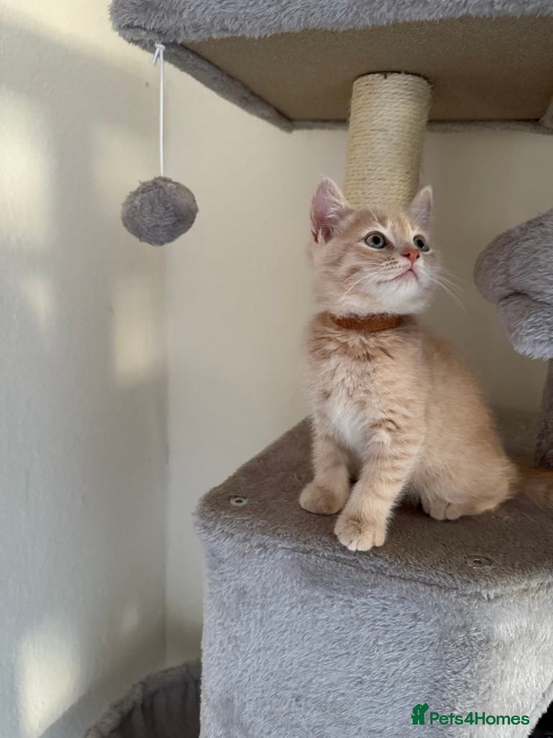 British Shorthair cats for sale: Mix British shorthair kittens for sale  - Image 10