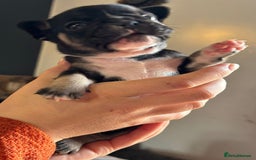 French Bulldog dogs for sale: 9 Beautiful French Bulldog Puppies for Sale - Image 6