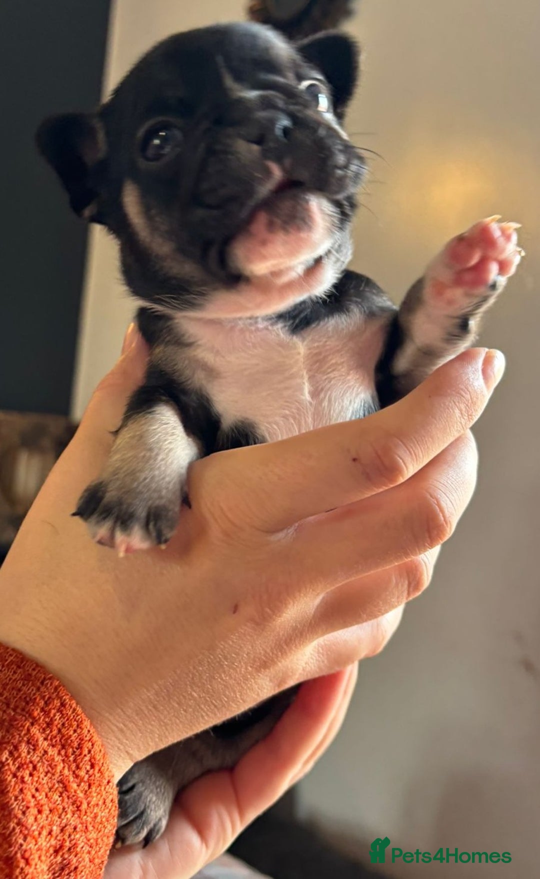 French Bulldog dogs for sale: 9 Beautiful French Bulldog Puppies for Sale - Image 6