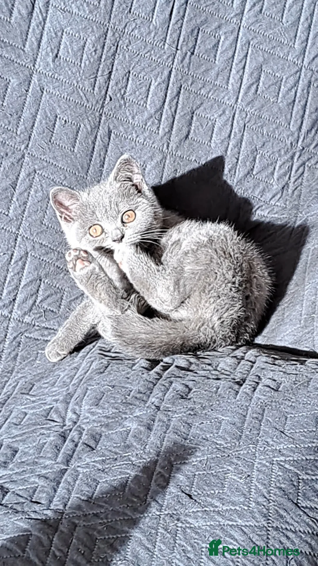 British Shorthair cats for sale: British Shorthair Blue is AVAILABLE  - Advert 3