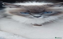 Ragdoll cats for sale: Beautiful Ragdoll Kittens - Image 5