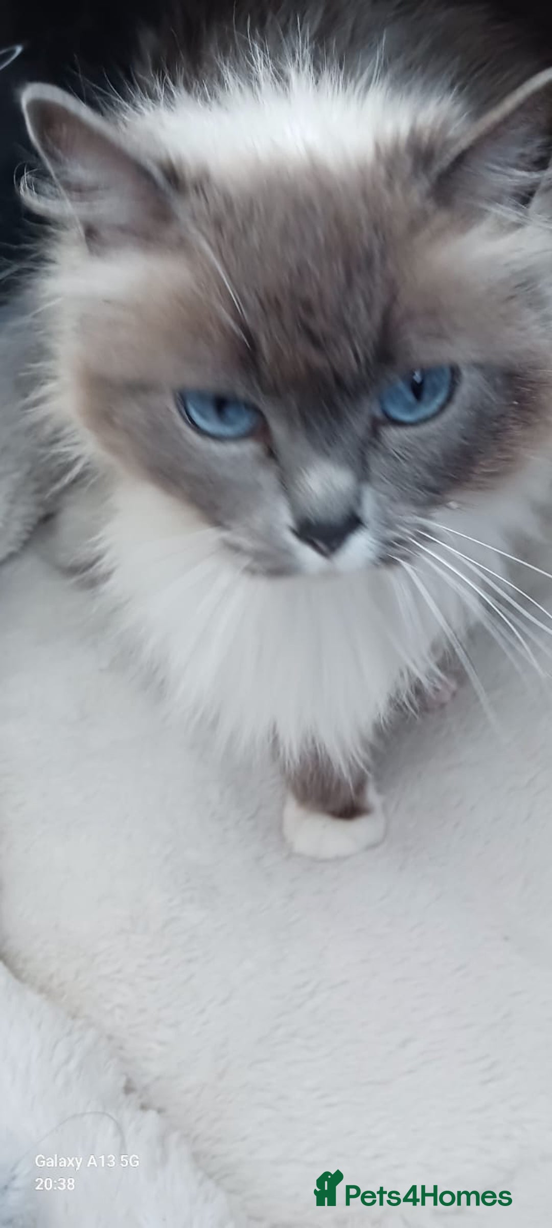 Ragdoll cats for sale: Beautiful Ragdoll Kittens - Image 5