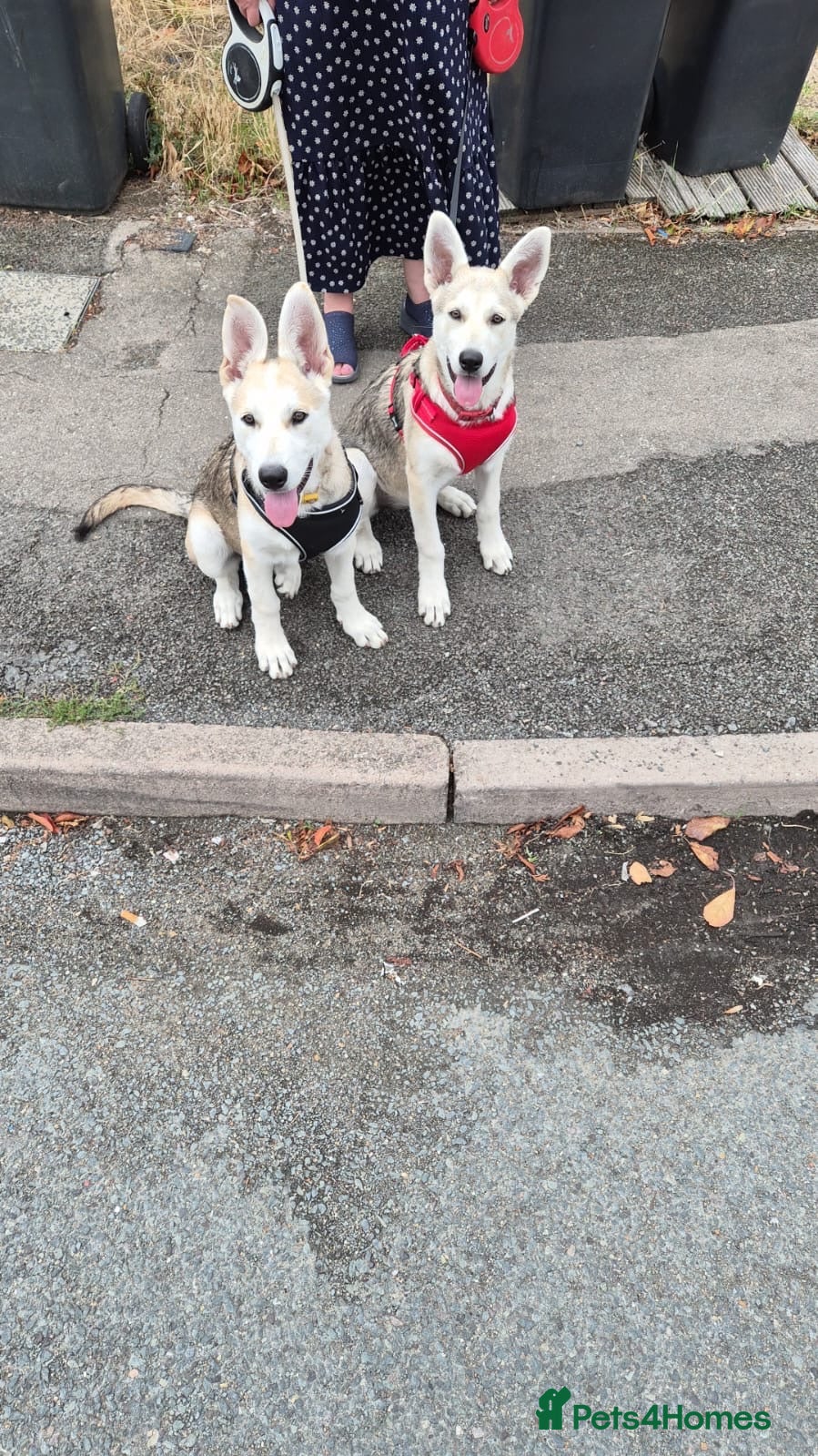 Mixed Breed dogs Low Content Wolfdog puppies  - Advert 16