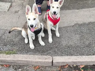 Mixed Breed dogs Low Content Wolfdog puppies - Advert 16
