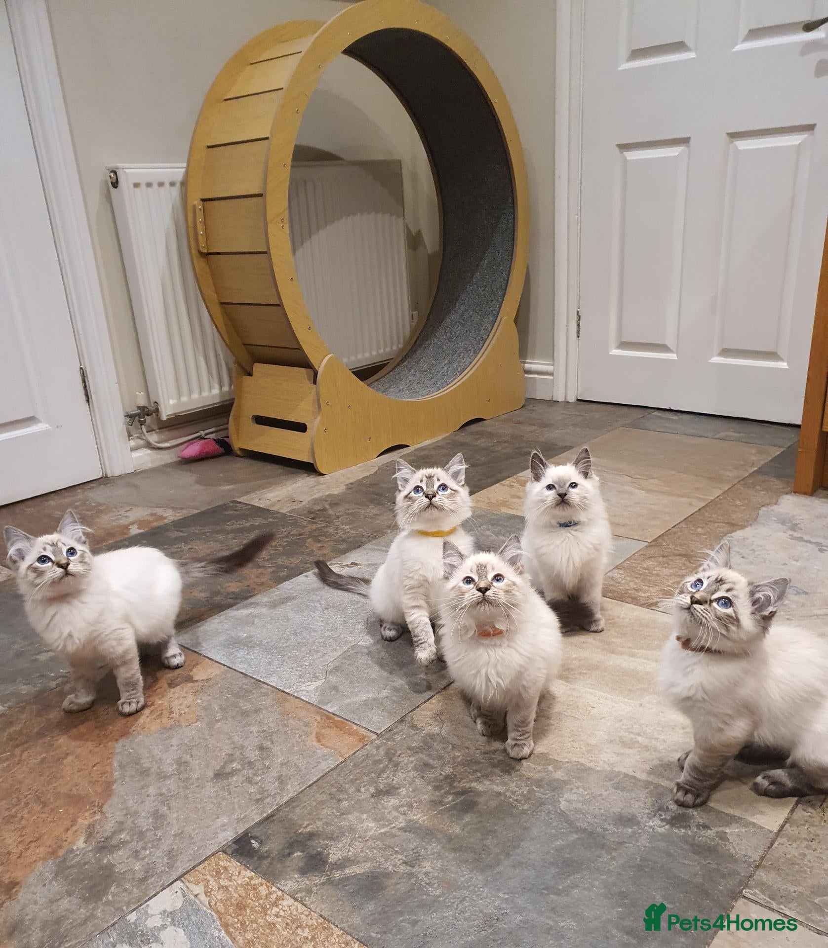 Ragdoll cats 💖Beautiful GCCF Registered Ragdoll Kittens. - Advert 1