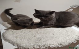 British Shorthair cats for sale: Last gorgeous pedegree kitten ready to leave.   - Advert 6