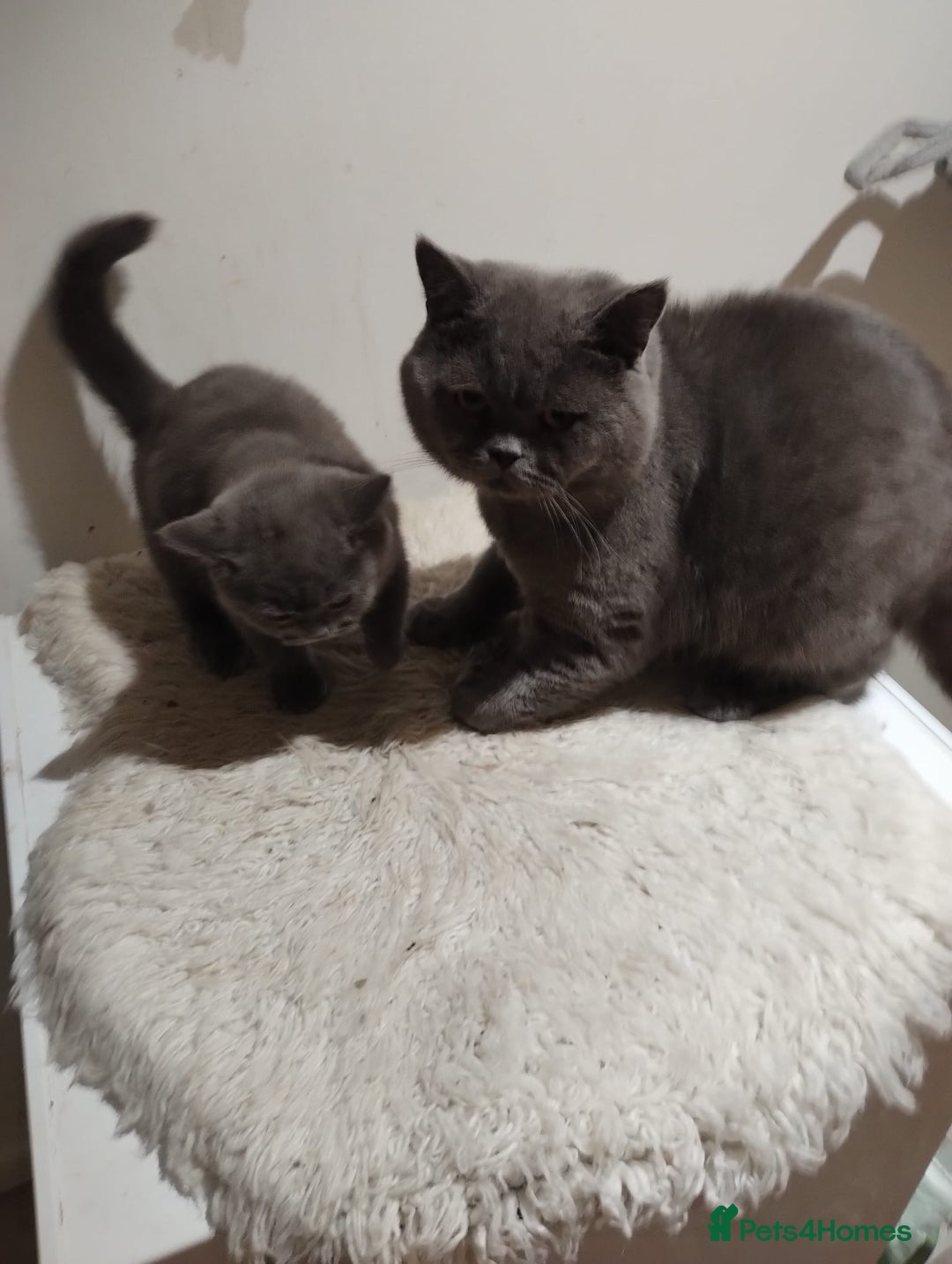 British Shorthair cats for sale: Last gorgeous pedegree kitten ready to leave.   - Advert 6