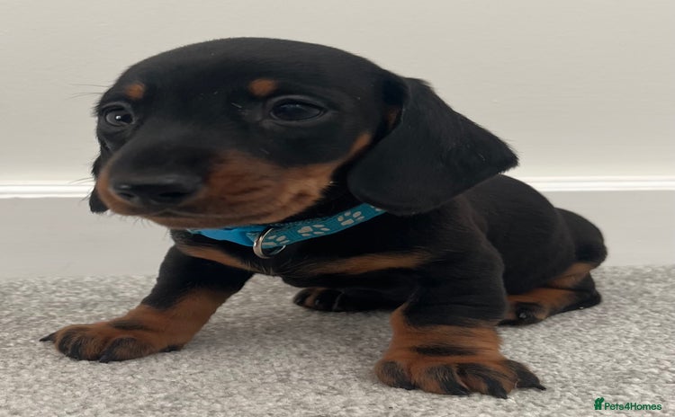 Miniature Dachshund dogs LAST 2 BOYS LEFT mini smooth Dachshund pups - Advert 15