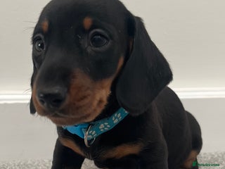 Miniature Dachshund dogs LAST 2 BOYS LEFT mini smooth Dachshund pups - Advert 2