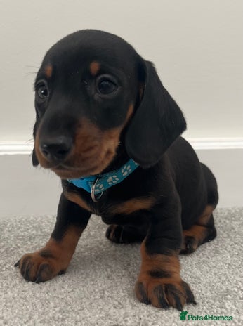 Miniature Dachshund dogs LAST 2 BOYS LEFT mini smooth Dachshund pups - Advert 15