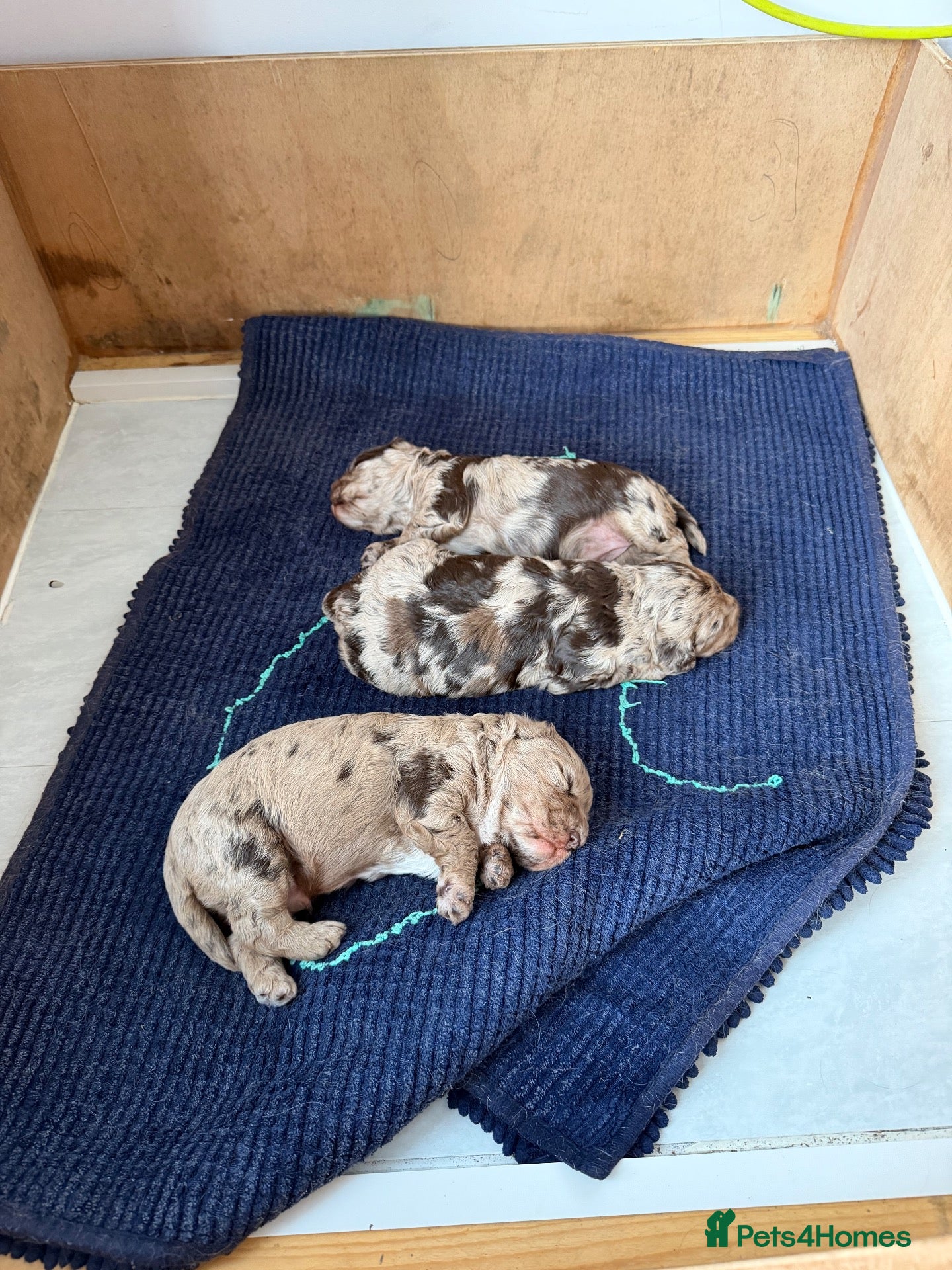 Cockapoo dogs Cockapoo pups - Advert 9