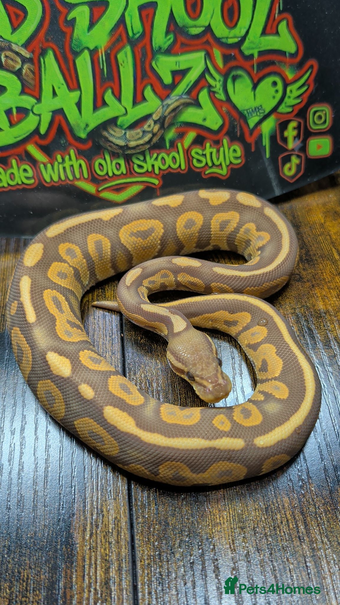 Python Snake reptiles Cinnamon ultramel  - Advert 1