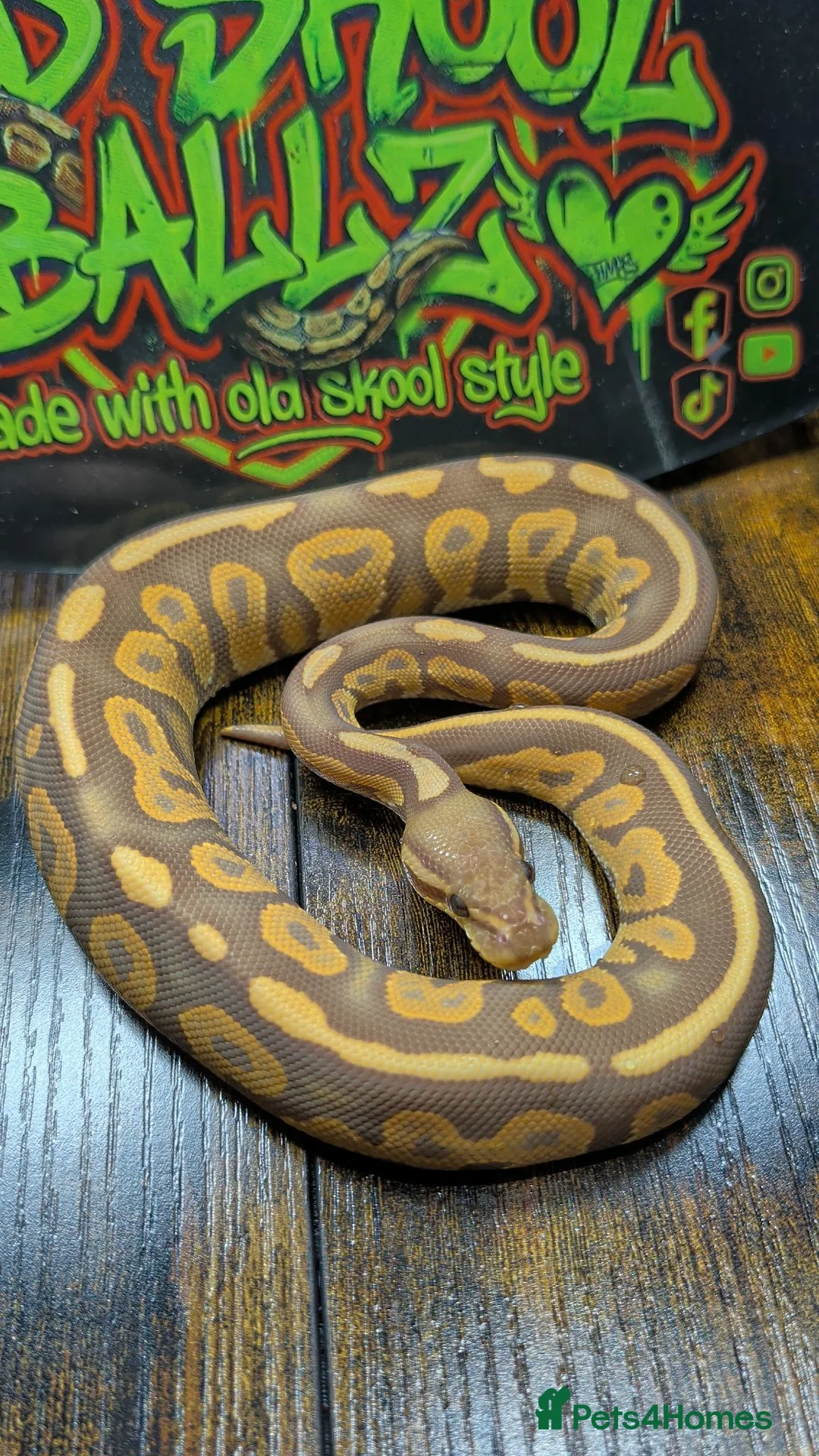 Python Snake reptiles for sale: Cinnamon ultramel  - Advert 1