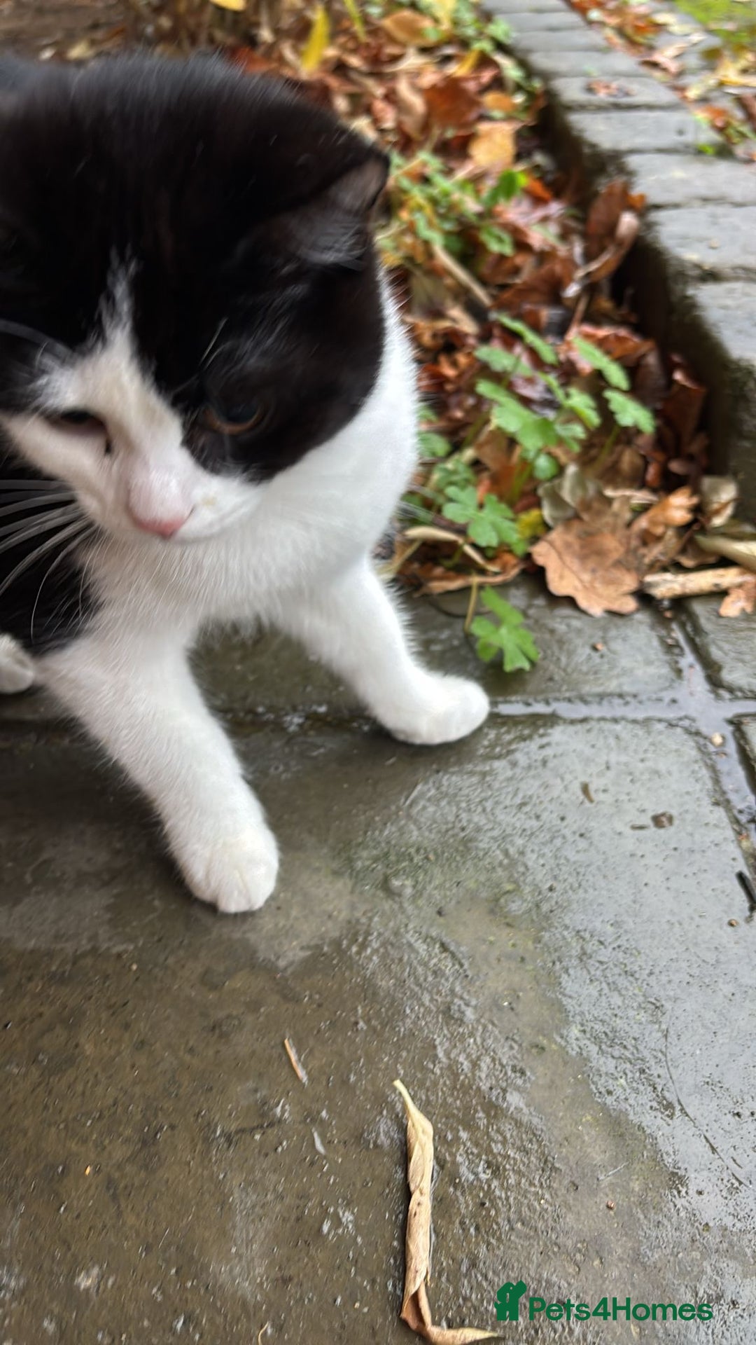 Mixed Breed cats for adoption: 4 month old kitten needs forever home - Advert 1
