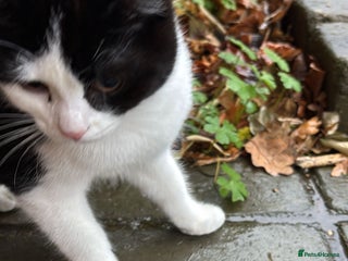 Mixed Breed cats 4 month old kitten needs forever home - Advert 4