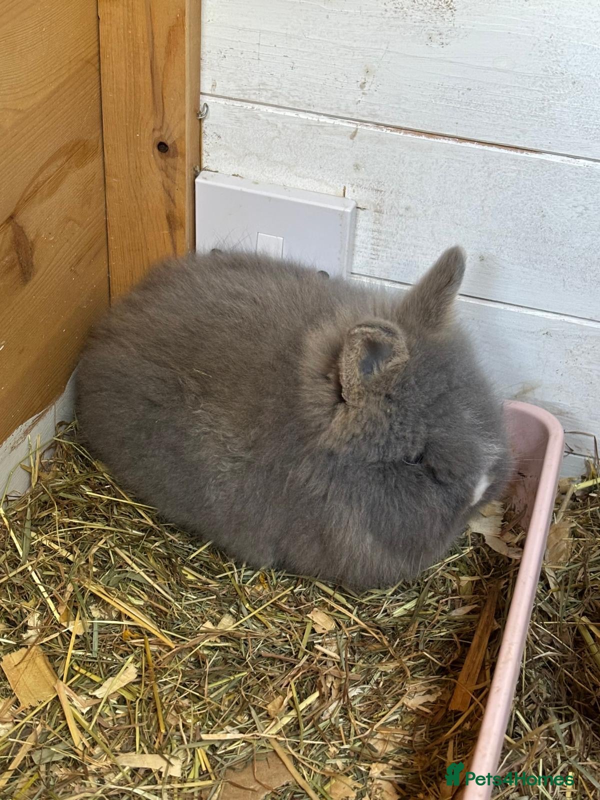 Lionhead rabbits Double Main Lionhead Baby Buck Bunny - Advert 9