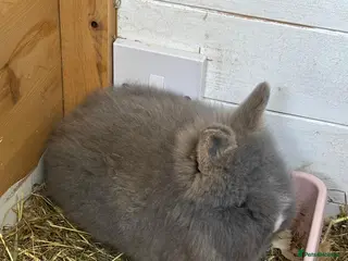 Lionhead rabbits Double Main Lionhead Baby Buck Bunny - Advert 9