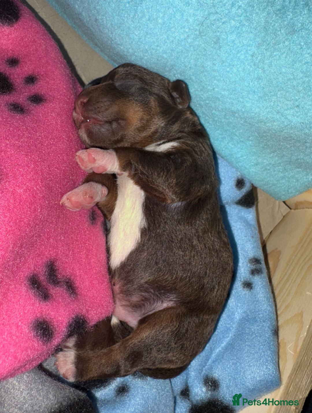 Schnoodle dogs for stud: RARE coloured mini schnoodle - Stud  - Advert 20