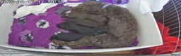 Cockapoo dogs for sale: F1b Cockapoo Puppies, Forever Home Ready 🐕‍🦺🐾 - Advert 13