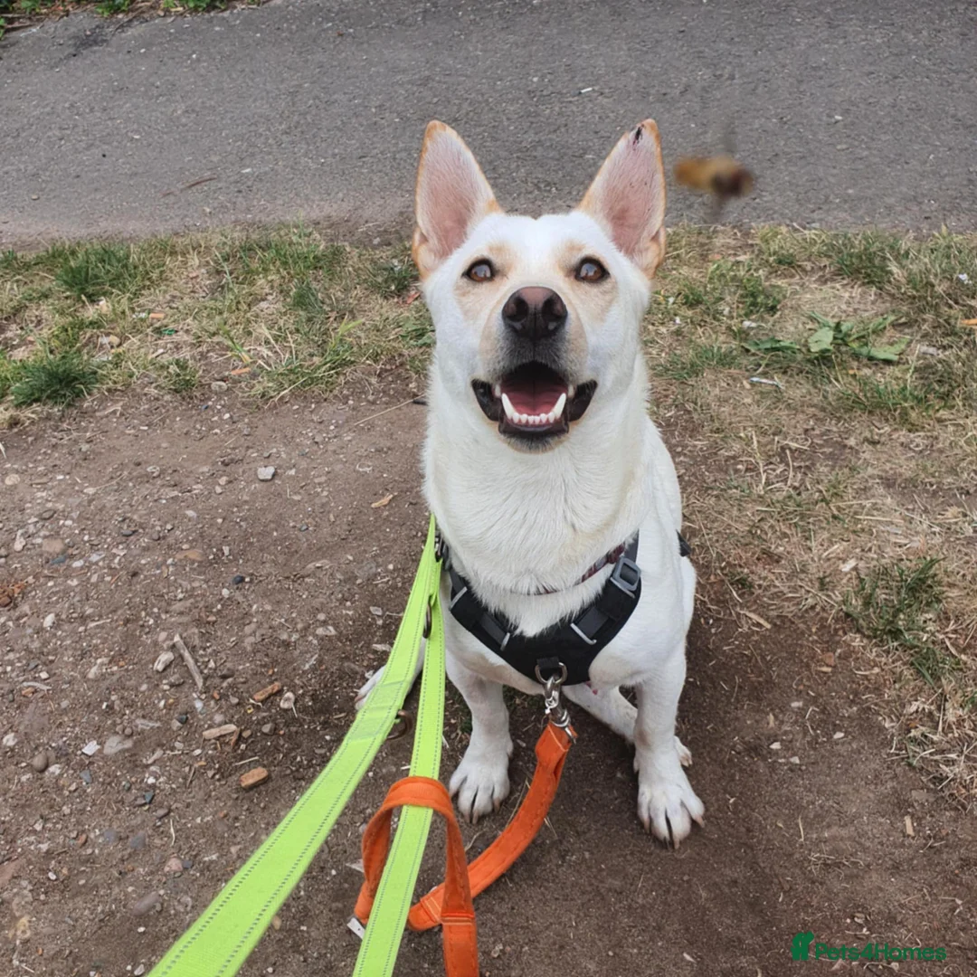 Mixed Breed dogs for adoption: Leo wants a perfect home - Advert 6